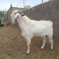 نر بز عالی بزغاله پارسالی