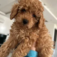 توی پودل کوچولو|سگ|رشت, گلسار|دیوار