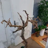 استند پرندگان