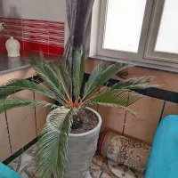 گل آپارتمانی سیکاس|گل و گیاه طبیعی|بوکان, |دیوار