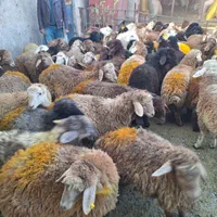 گوسفند زنده دشت مغان دام پارس آباد و اردبیل|حیوانات مزرعه|کرج, اصفهانی‌ها|دیوار