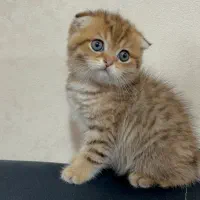 گربه اسکاتیش بریتیش