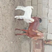 بز افغانی داشتی