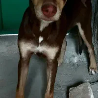 سگ دوبرمن ماده|سگ|کرمانشاه, |دیوار