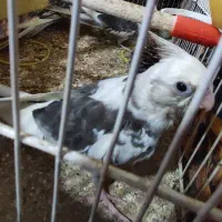 عروس هلندی نژاد ابلق آلبینو|پرنده|مشهد, ادیب نیشابوری (شهرک غرب)|دیوار