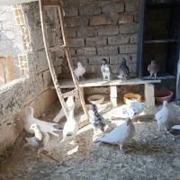 ده تا حیوون یه جایی|پرنده|ساوه, |دیوار