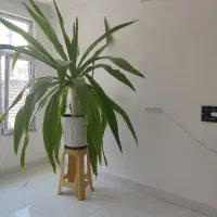 گل سوسن
