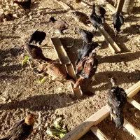 مرغ و خروس و غاز و بوقلمون|حیوانات مزرعه|نیشابور, گنبد سبز|دیوار