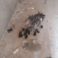 مرغ    جوجه  دار