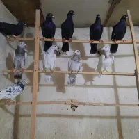 کبوتر پرنده صاف