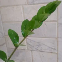 قیچی درخت چینی پیدا شده جاده یزد