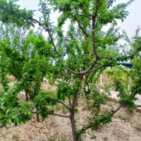باغ ویلا  لوکس فروشی