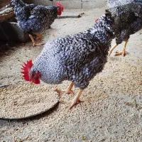 خروس پلیموت راک آمریکایی اصل|حیوانات مزرعه|عجب شیر, |دیوار