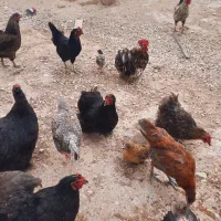 مرغ برهما کوشین