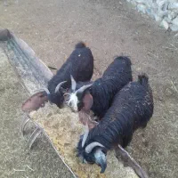 سه عدد بزغاله نر۱۶ میلیون