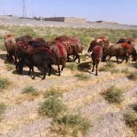 ۲۰ دانه میش جوان و کاور وتقلی افشاری آوستن|حیوانات مزرعه|تایباد, |دیوار
