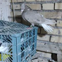 کوهی دمسفید کرم|پرنده|کرخه, |دیوار