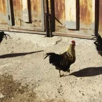 خرید و فروش خروس وبوقلمو|حیوانات مزرعه|خسروشاه, |دیوار