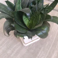 گل طبیعی|گل و گیاه طبیعی|سنندج, |دیوار