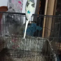 مرغ عشق بالغ و عروس هلندی بالغ|پرنده|اطاقور, |دیوار