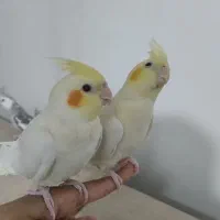 سه عروس هلندی لوتینو