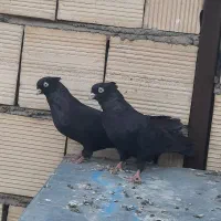 کبوتر زاغ آبادانی چشم نوک سفید|پرنده|قم, نیروگاه|دیوار