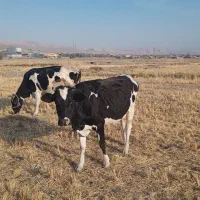 گاو شیری|حیوانات مزرعه|شیروان (لرستان), |دیوار