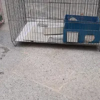 قفس