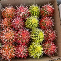 گیاهان اپارتمانی|گل و گیاه طبیعی|تهران, اکباتان|دیوار