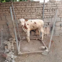 گوساله  ماده مونت بلیارد