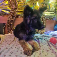 سگ 3  ماهه واکسن خورده شناسنامه دار نژاد ژرمن