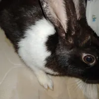 خرگوش