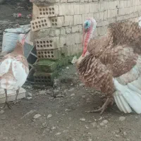 تخم بوقلمون