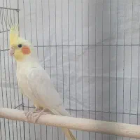 فروش عروس هلندی