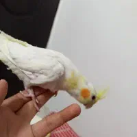 عروس هلندی لوتینو چشم شرابی