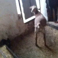 سلام سه بزغاله ماده بایک بز