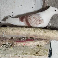 کبوتر بی کاکول|پرنده|سنندج, |دیوار