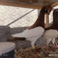 50 جفت کفتر عتیقه دنش اسکندرون کله اسبی