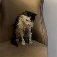 گربه پیدا شده|حیوانات|تبریز, |دیوار