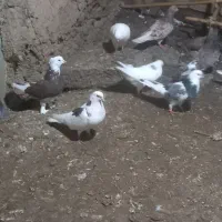 کفترگردن کلفت مخصوص جفتگاه