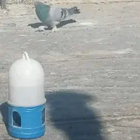 کبوتر معاوضه