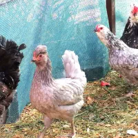 تخم مرغ نطفه دار گلین و طوسی|حیوانات مزرعه|اصفهان, ستار|دیوار