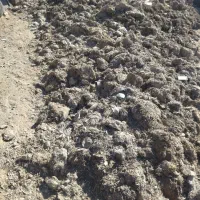 کود کمپست قارچ|خدمات باغبانی و درختکاری|فردوس (خراسان), |دیوار