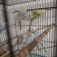 فروش مرغ عشق رینبو