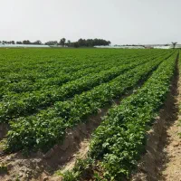 اجاره یک هکتار زمین کشاورزی بندسراجی