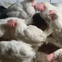 اوردک و مرغ سفید|حیوانات|دهدشت, |دیوار