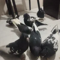 سرته|حیوانات|ایلام, |دیوار