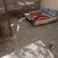 کبوتر تزیینی جکسون