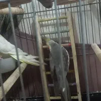 جفت عروس هلندی به همراه قفس و وسایل|پرنده|تهران, تختی|دیوار