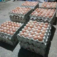 تخم مرغ|حیوانات مزرعه|یاسوج, |دیوار